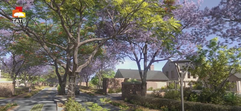 Jacaranda-lined streets